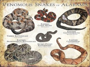 Venomous Snakes of Alabama Poster print
