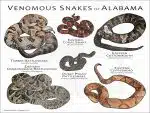 Venomous Snakes of Alabama poster print
