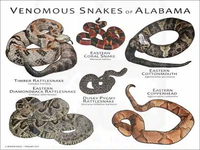 Venomous Snakes of Alabama poster print