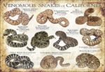 Venomous Snakes of California poster print
