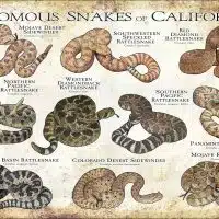 Venomous Snakes of California poster print