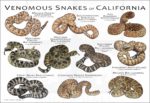 Venomous Snakes of California poster print