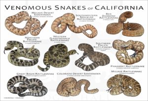 Venomous Snakes of California poster print