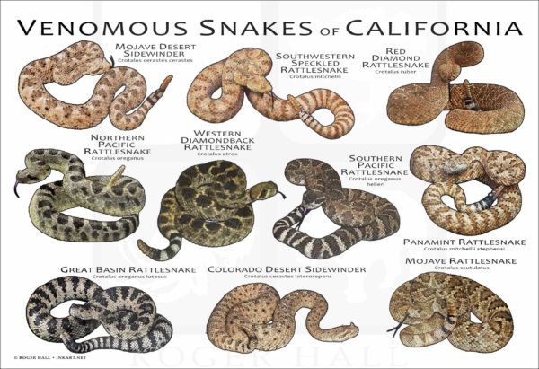 Venomous Snakes of California poster print