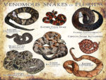 Venomous Snakes of Florida poster print
