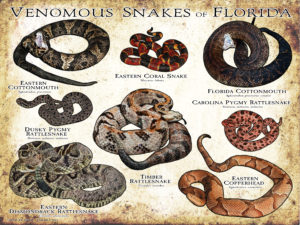 Venomous Snakes of Florida poster print