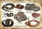 Venomous Snakes of Florida poster print