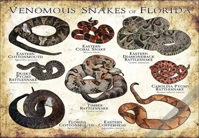 Venomous Snakes of Florida poster print