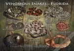 Venomous Snakes of Florida poster print