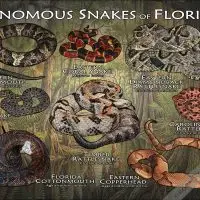 Venomous Snakes of Florida poster print