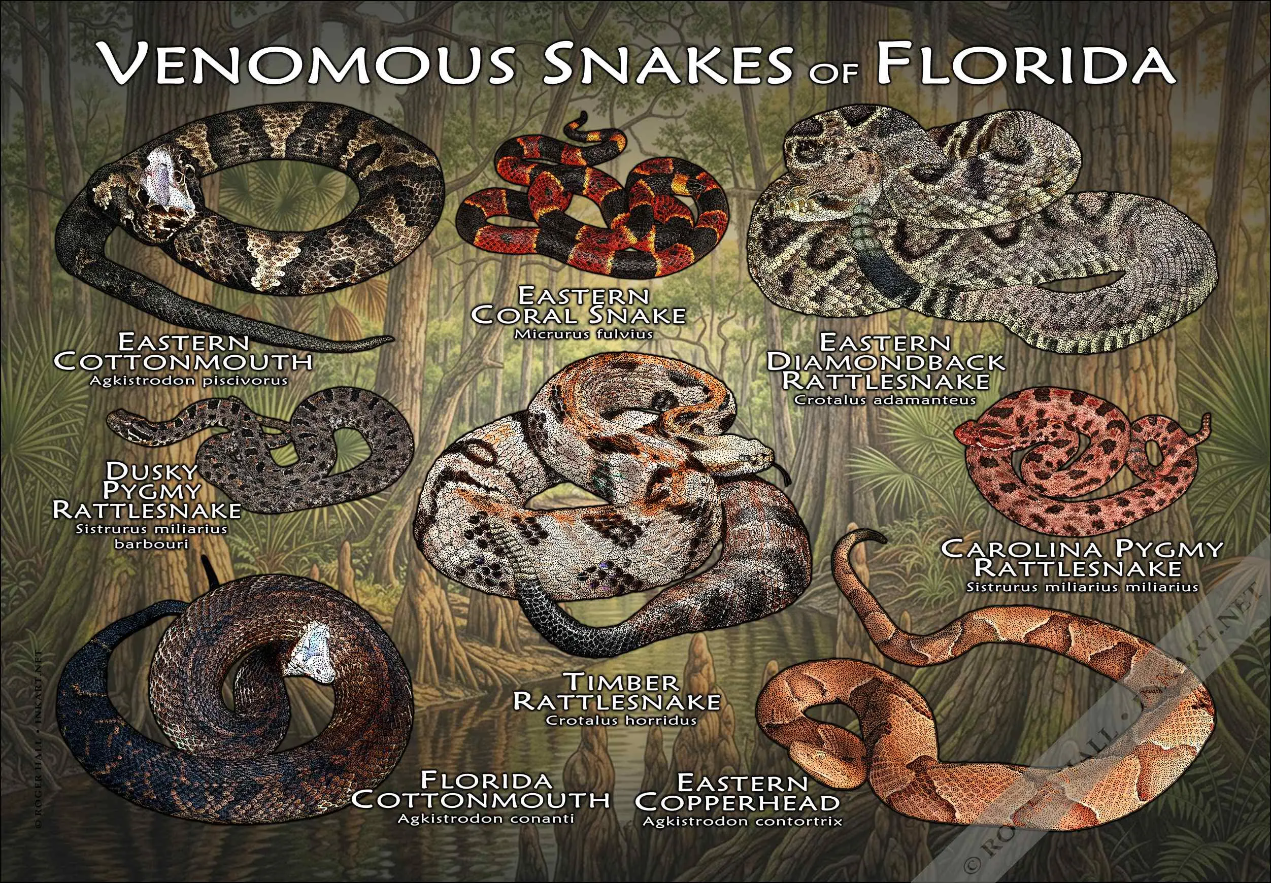 Venomous Snakes of Florida-COLOR-2 Venomous Snakes of Florida poster print