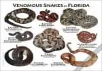 Venomous Snakes of Florida Poster Print - Image 3