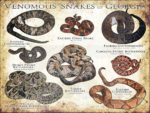 Venomous Snakes of Georgia poster print