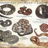 Venomous Snakes of Georgia poster print
