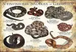 Venomous Snakes of Georgia Poster Print - Image 3