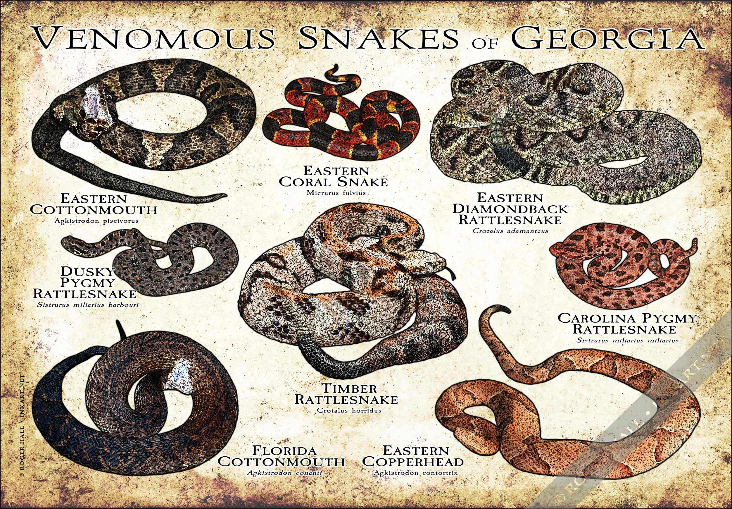 Venomous Snakes of Georgia Poster Print