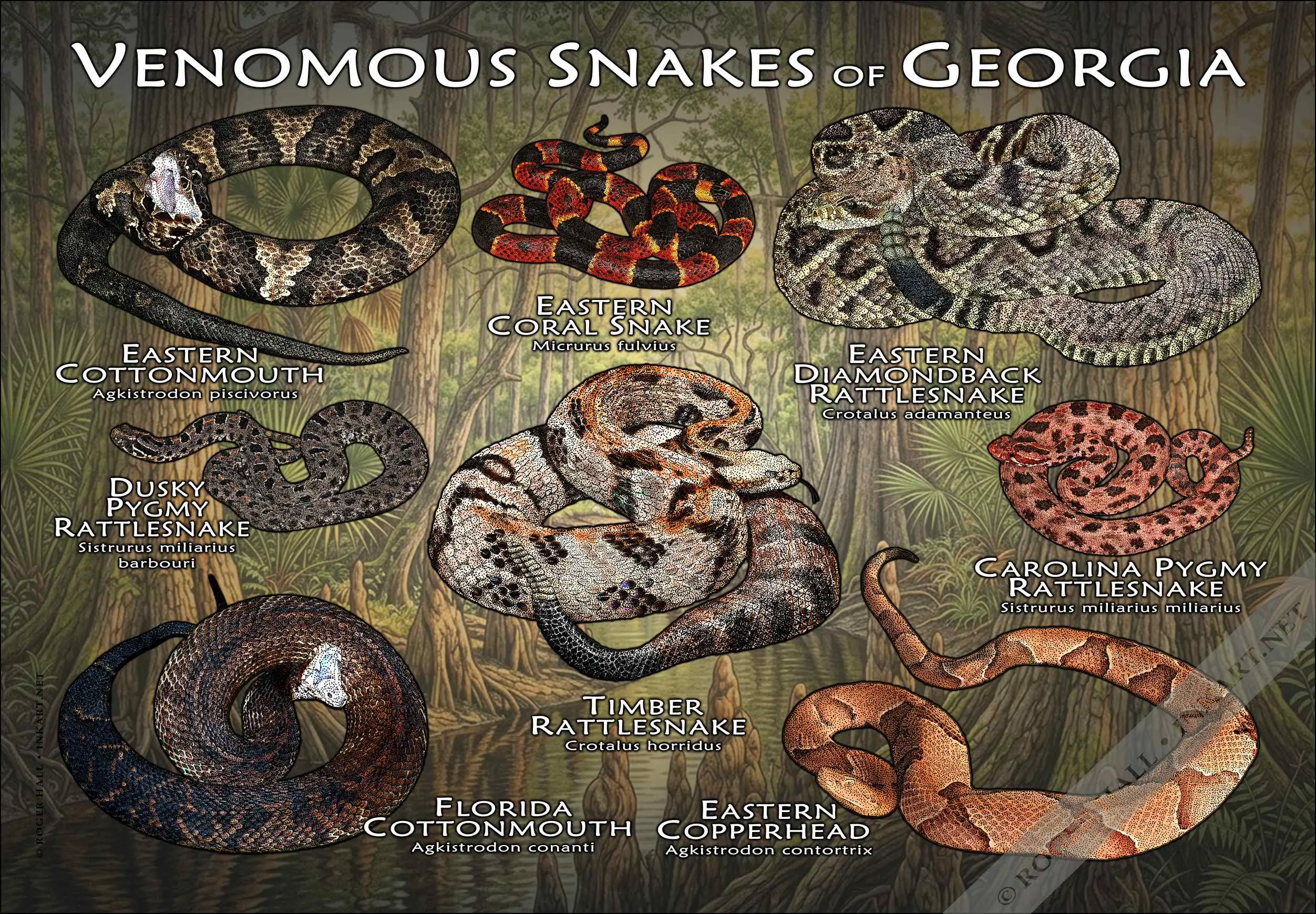 Venomous Snakes of Georgia-COLOR-2 Venomous Snakes of Georgia Poster Print - Image 1
