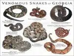 Venomous Snakes of Georgia poster print