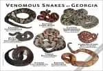Venomous Snakes of Georgia Poster Print - Image 2