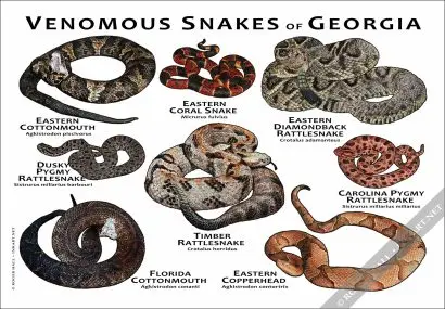 Venomous Snakes of Georgia Poster Print - Image 2
