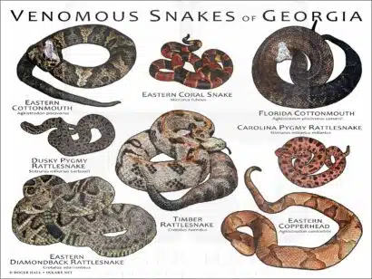 Venomous Snakes of Georgia poster print