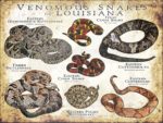 Venomous Snakes of Louisiana poster print
