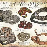 Venomous Snakes of Louisiana poster print