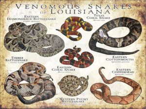 Venomous Snakes of Louisiana poster print