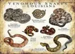 Venomous Snakes of Louisiana poster print