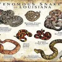 Venomous Snakes of Louisiana poster print