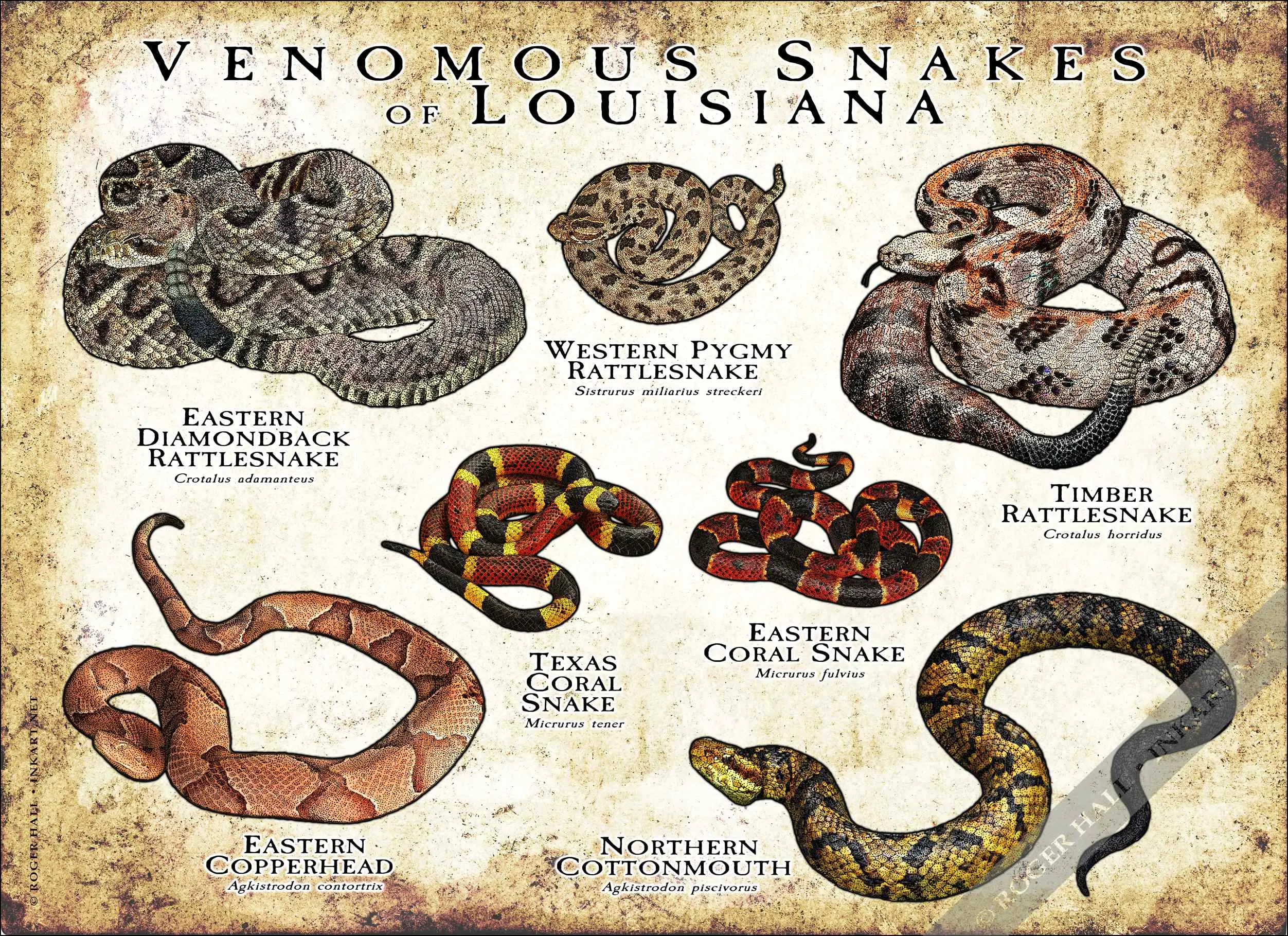 Venomous Snakes of Louisiana-ANQ-2 Venomous Snakes of Louisiana poster print