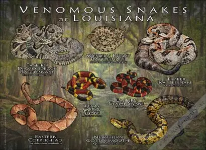 Venomous Snakes of Louisiana Poster Print - Image 2