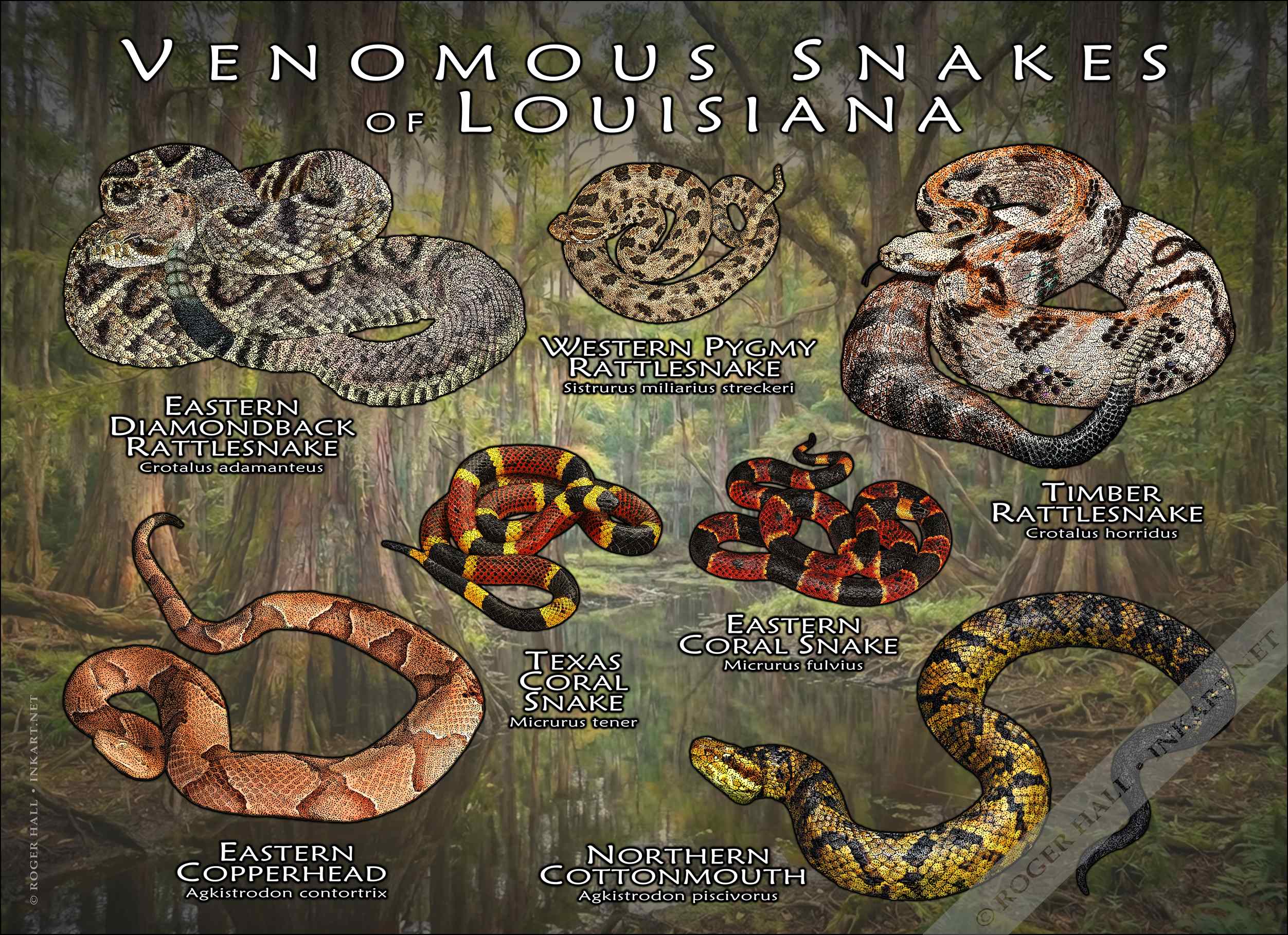 Venomous Snakes of Louisiana Poster Print