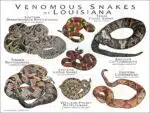 Venomous Snakes of Louisiana poster print