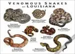 Venomous Snakes of Louisiana Poster Print - Image 3