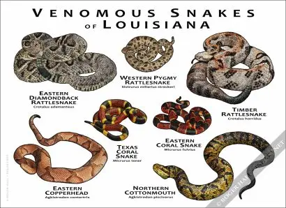 Venomous Snakes of Louisiana Poster Print - Image 3
