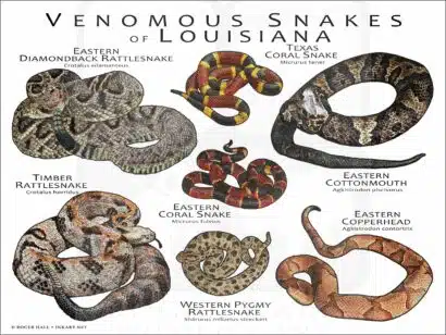 Venomous Snakes of Louisiana poster print
