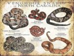 Venomous Snakes of North Carolina poster print