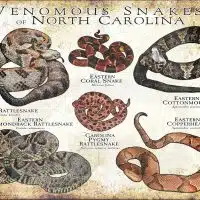 Venomous Snakes of North Carolina poster print