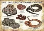 Venomous Snakes of North Carolina Poster Print - Image 2