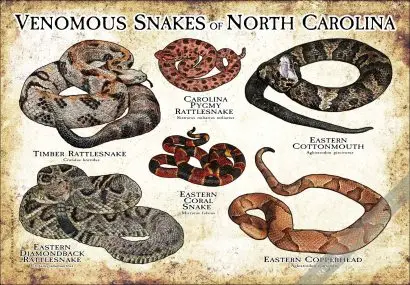Venomous Snakes of North Carolina Poster Print - Image 2