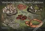 Venomous Snakes of North Carolina poster print