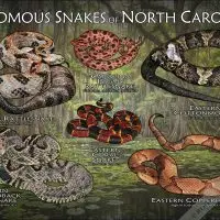 Venomous Snakes of North Carolina poster print