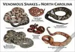 Venomous Snakes of North Carolina Poster Print - Image 3