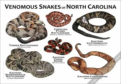 Venomous Snakes of North Carolina Poster Print - Image 3