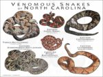 Venomous Snakes of North Carolina poster print
