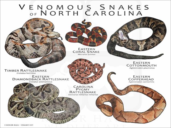 Venomous Snakes of North Carolina poster print