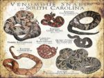 Venomous Snakes of South Carolina Poster Print