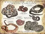 Venomous Snakes of South Carolina Poster Print