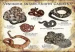 Venomous Snakes of South Carolina poster print